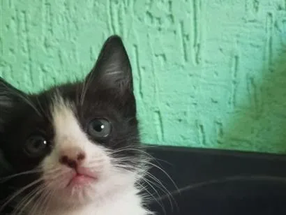 Gato raça Siamês idade 2 a 6 meses nome princesa mãe, pétala filhote