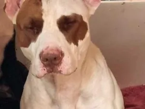 Cachorro raça Pit-Bull idade 3 anos nome ppandora