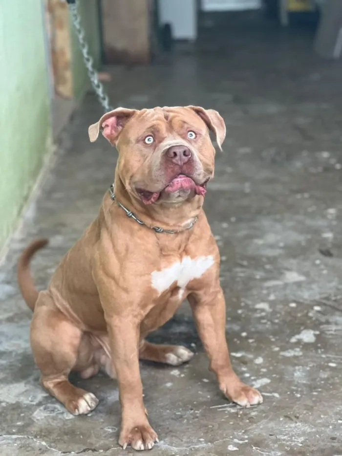 Cachorro raça Pit-Bull idade 2 anos nome Thor