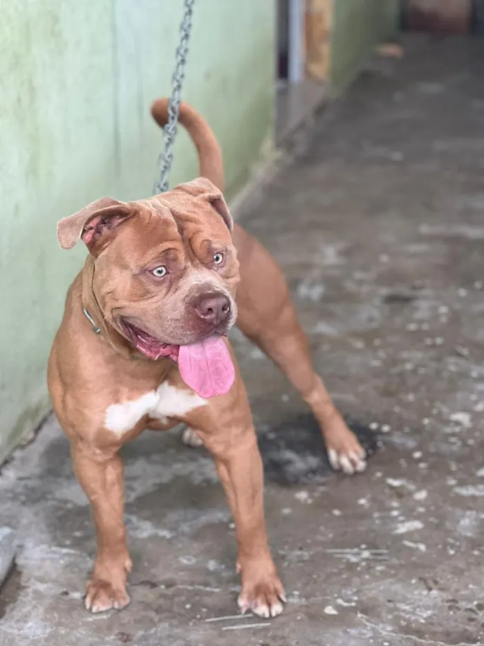 Cachorro raça Pit-Bull idade 2 anos nome Thor