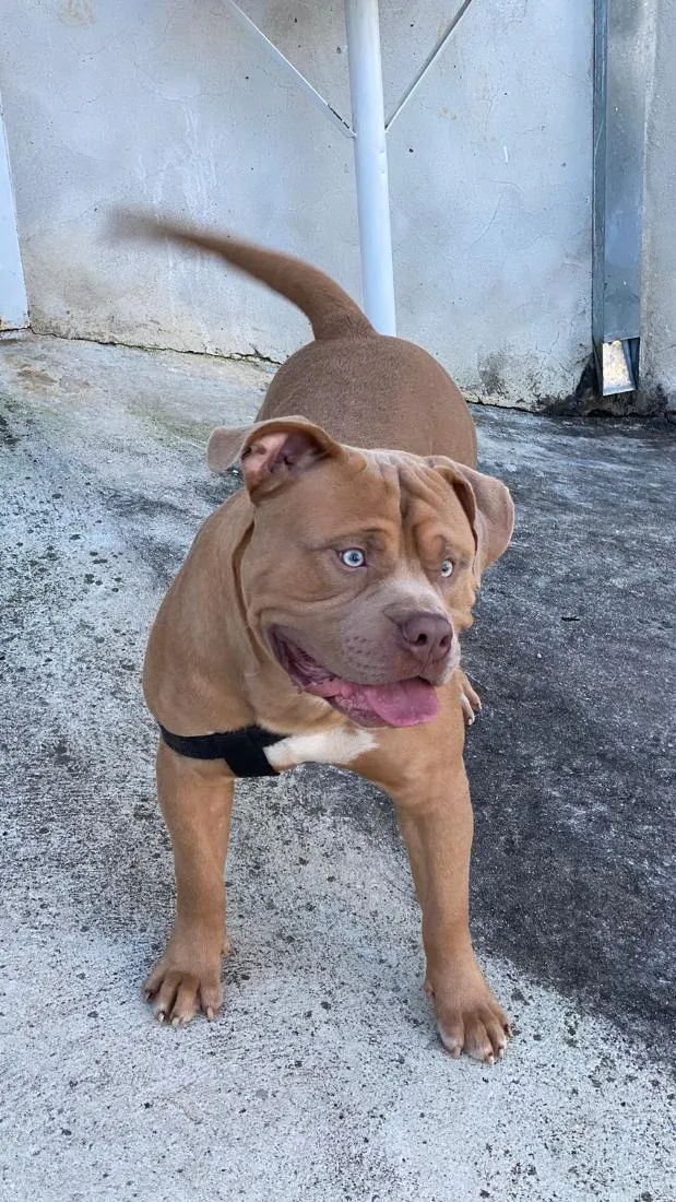 Cachorro raça Pit-Bull idade 2 anos nome Thor