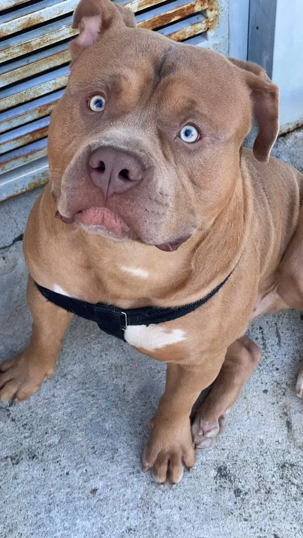 Cachorro raça Pit-Bull idade 2 anos nome Thor