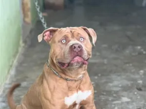Cachorro raça Pit-Bull idade 2 anos nome Thor