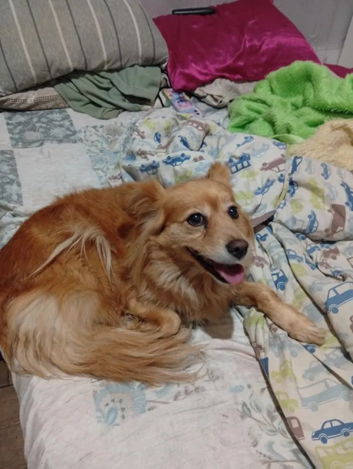 Cachorro raça SRD-ViraLata idade 2 anos nome não sei