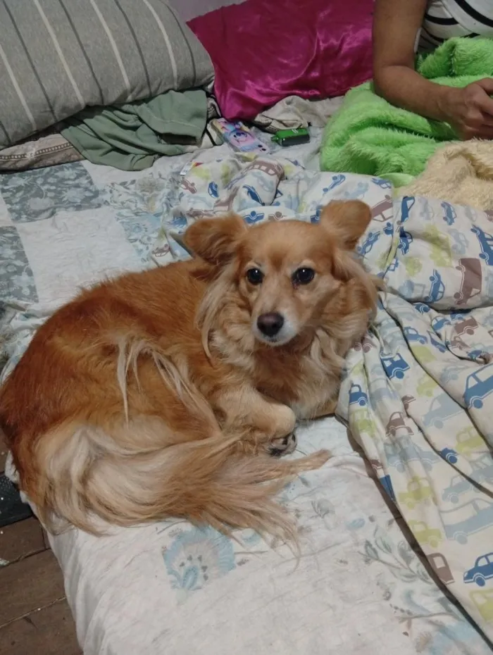 Cachorro raça SRD-ViraLata idade 2 anos nome não sei