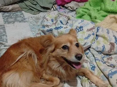 Cachorro raça SRD-ViraLata idade 2 anos nome não sei