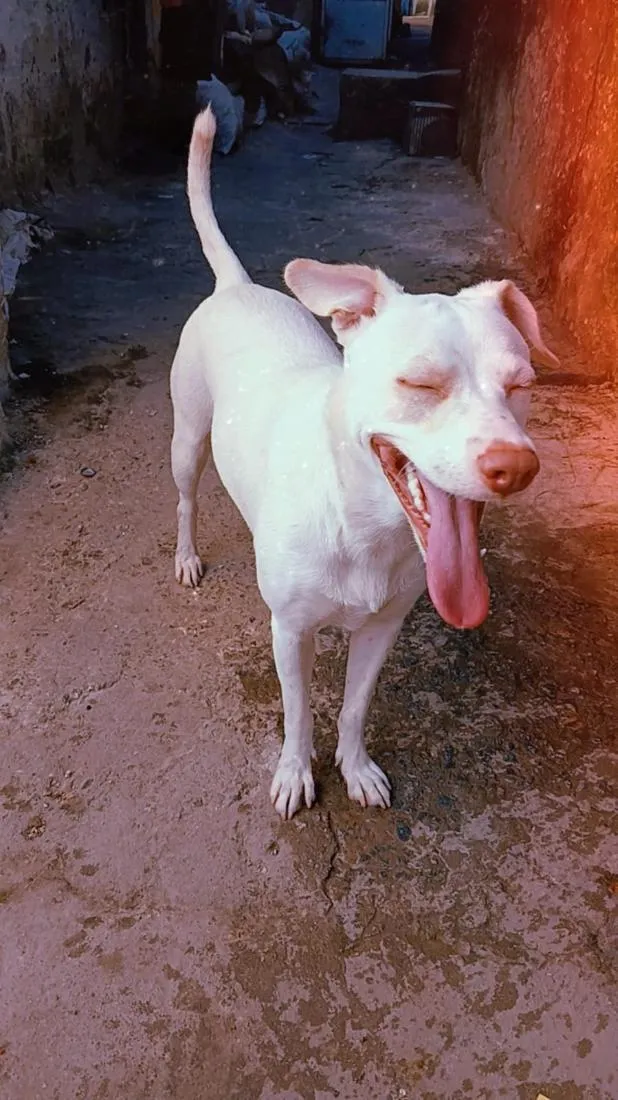 Cachorro raça SRD-ViraLata idade 1 ano nome PRINCESA 