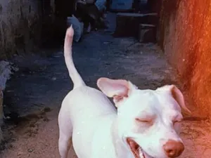 Cachorro raça SRD-ViraLata idade 1 ano nome PRINCESA 