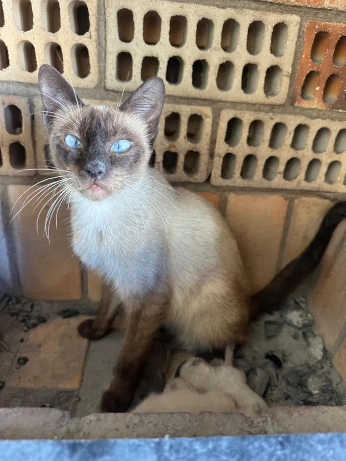Gato raça Siamês idade 2 anos nome Lindinha