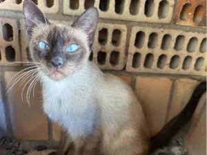 Gato raça Siamês idade 2 anos nome Lindinha