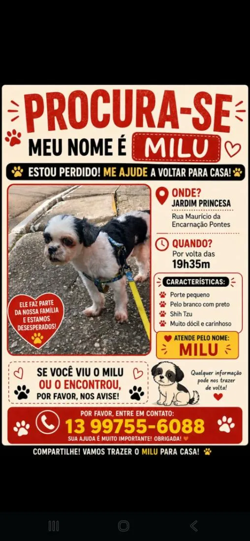 Cachorro raça Shitzu idade 6 ou mais anos nome Milu