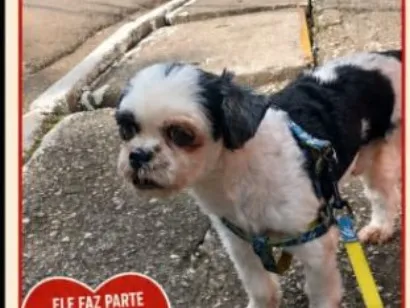 Cachorro raça Shitzu idade 6 ou mais anos nome Milu