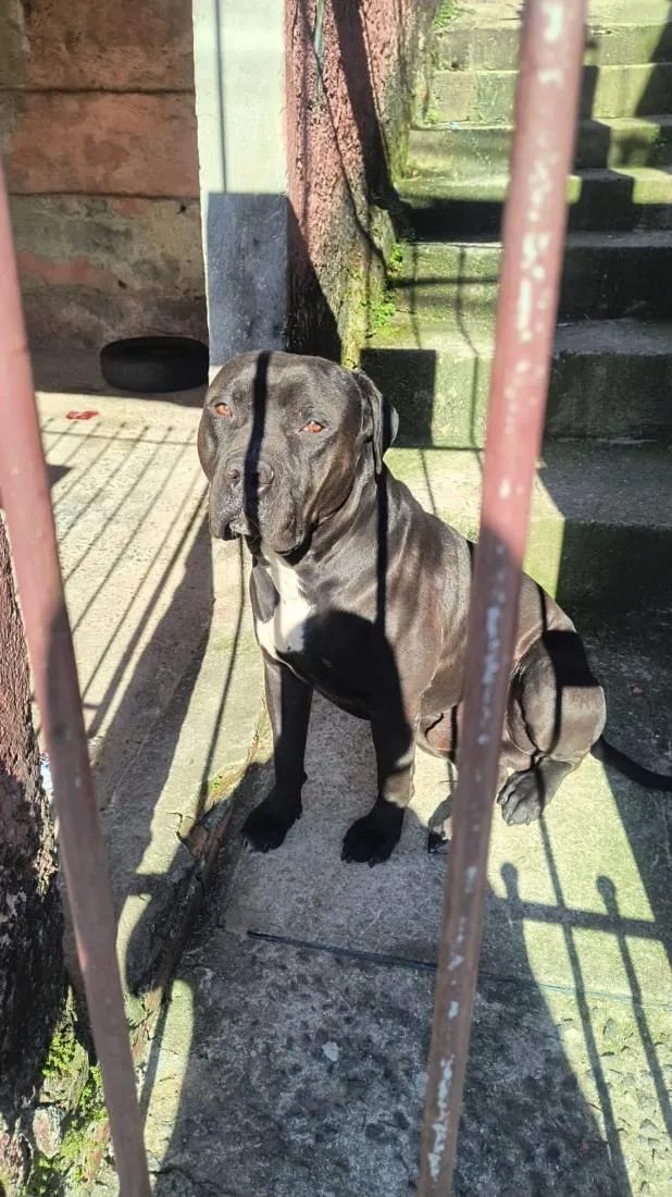 Cachorro raça Pit-Bull idade 2 anos nome Zeus