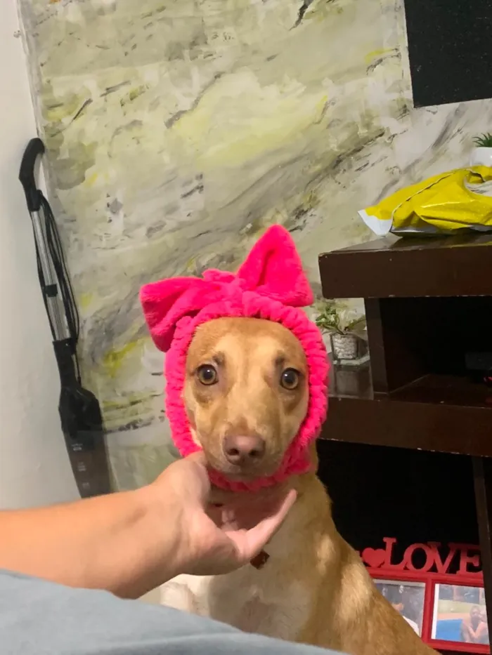 Cachorro raça SRD-ViraLata idade 1 ano nome Mel