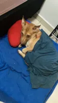 Mel