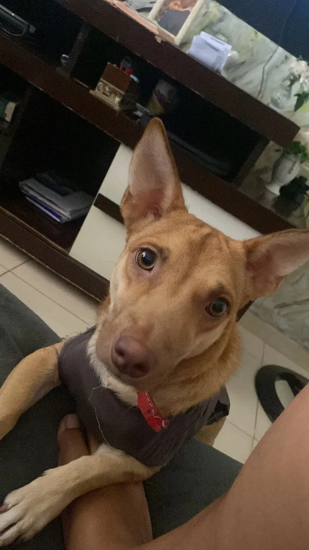 Cachorro raça SRD-ViraLata idade 1 ano nome Mel
