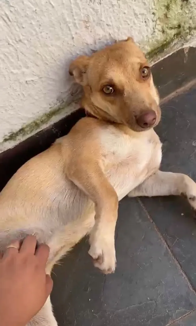 Cachorro raça SRD-ViraLata idade 1 ano nome Mel