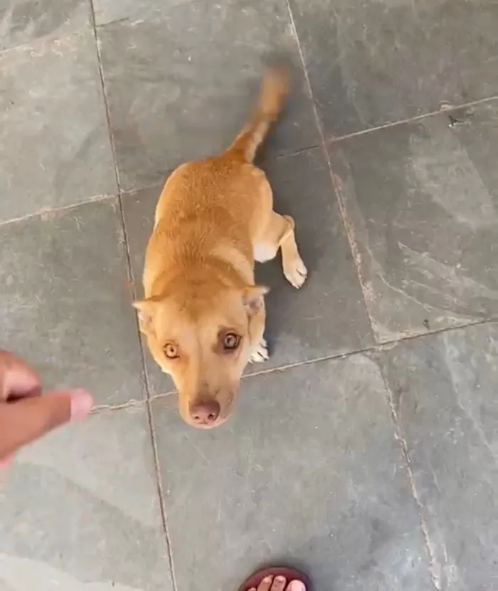 Cachorro raça SRD-ViraLata idade 1 ano nome Mel