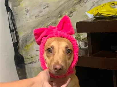 Cachorro raça SRD-ViraLata idade 1 ano nome Mel