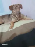 athena 