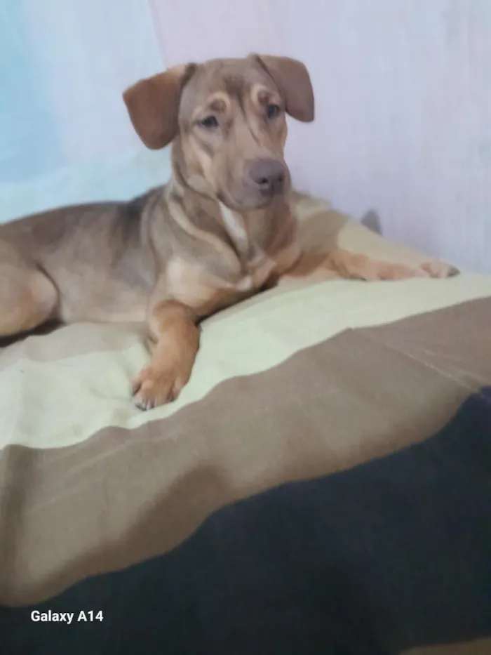 Cachorro raça Pit-Bull idade 7 a 11 meses nome athena 