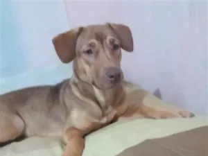 Cachorro raça Pit-Bull idade 7 a 11 meses nome athena 