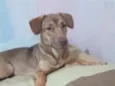 athena