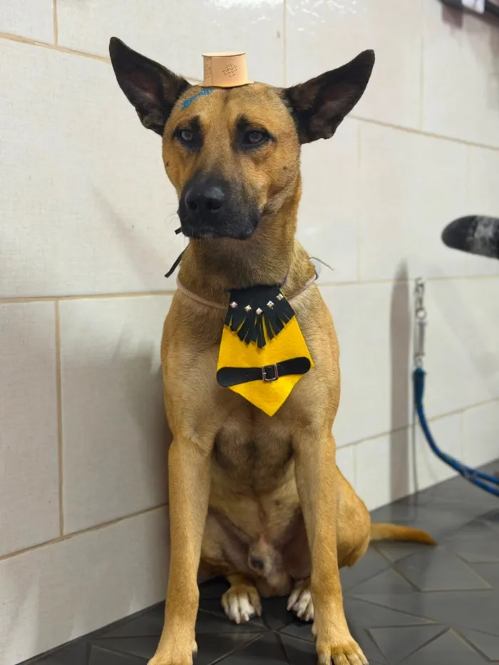 Cachorro raça SRD-ViraLata idade 2 anos nome Bento Marmaduke