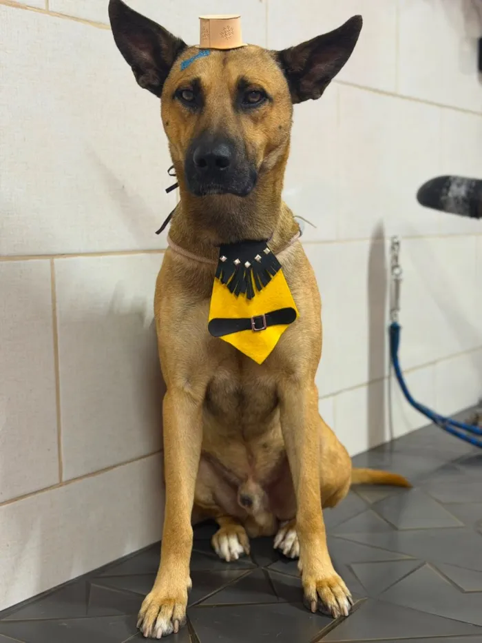 Cachorro raça SRD-ViraLata idade 2 anos nome Bento Marmaduke
