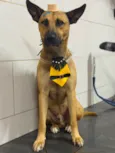 Bento Marmaduke