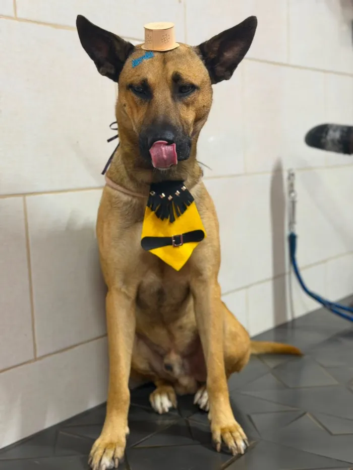 Cachorro raça SRD-ViraLata idade 2 anos nome Bento Marmaduke