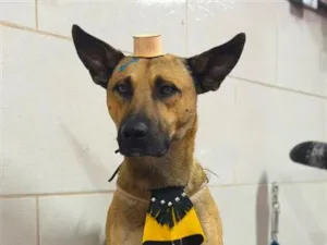 Cachorro raça SRD-ViraLata idade 2 anos nome Bento Marmaduke
