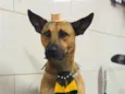 Bento Marmaduke