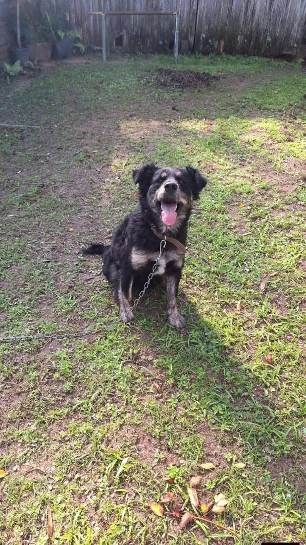 Cachorro raça SRD-ViraLata idade 2 anos nome Preto com Branco 