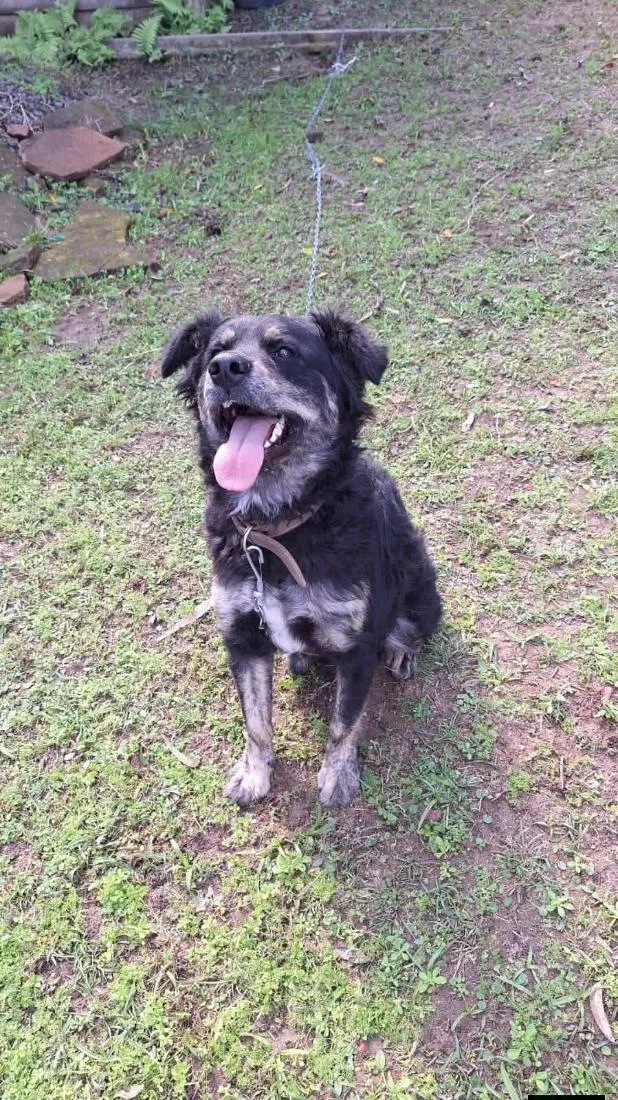 Cachorro raça SRD-ViraLata idade 2 anos nome Preto com Branco 