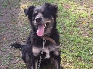 Cachorro raça SRD-ViraLata idade 2 anos nome Preto com Branco 
