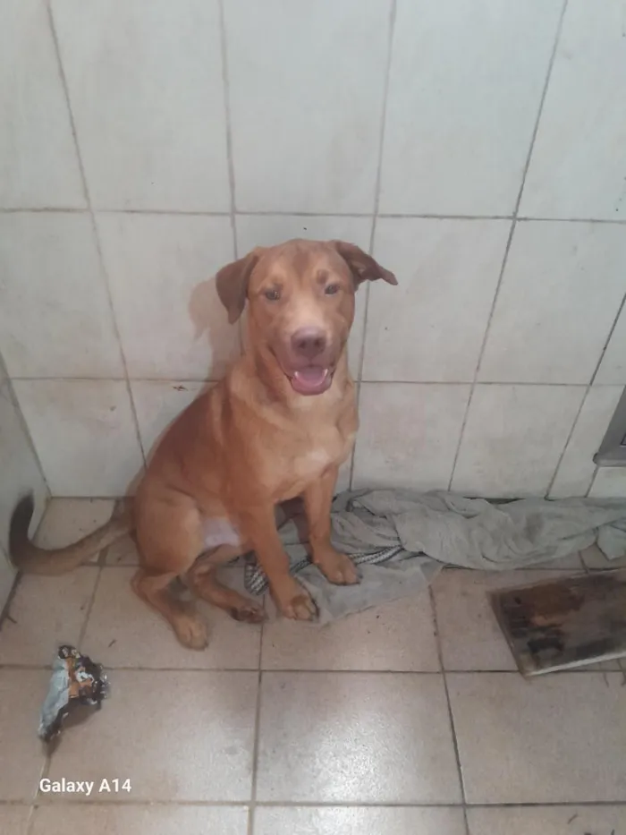 Cachorro raça Pit-Bull idade 7 a 11 meses nome zeus