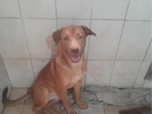 Cachorro raça Pit-Bull idade 7 a 11 meses nome zeus