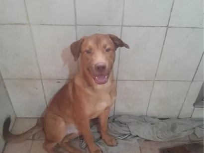 Cachorro raça Pit-Bull idade 7 a 11 meses nome zeus