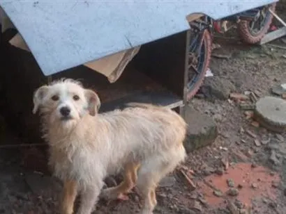 Cachorro raça SRD-ViraLata idade 7 a 11 meses nome fiapo de manga fêmea 