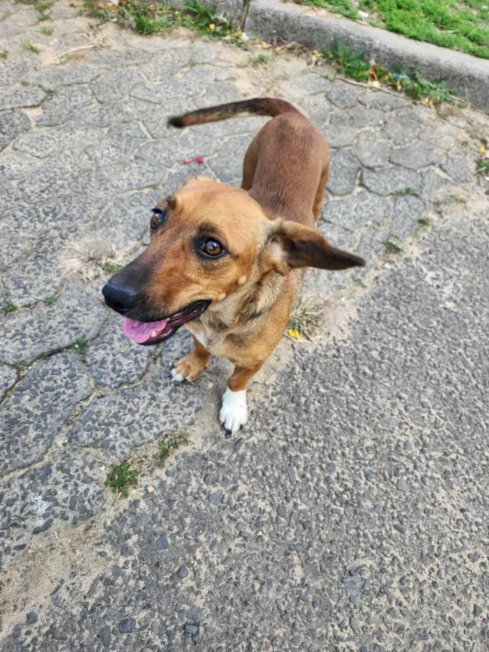 Cachorro raça SRD-ViraLata idade 1 ano nome catarina