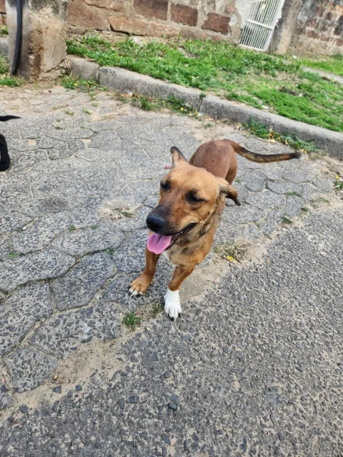 Cachorro raça SRD-ViraLata idade 1 ano nome catarina