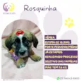 Rosquinha