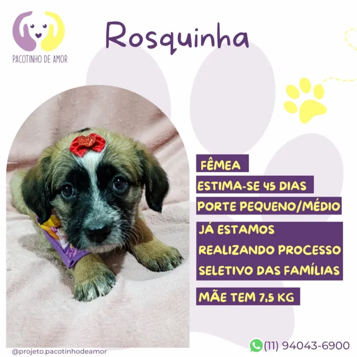 Cachorro raça SRD-ViraLata idade 2 a 6 meses nome Rosquinha