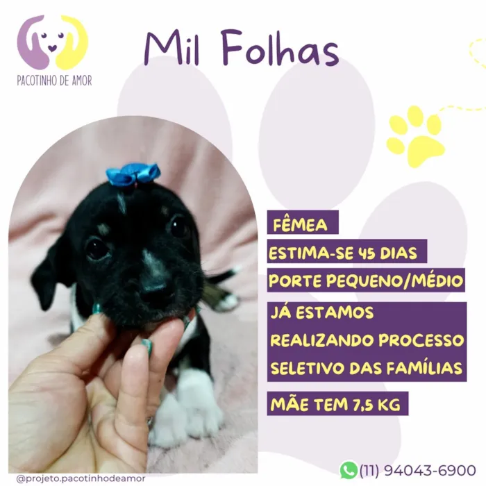 Cachorro raça SRD-ViraLata idade Abaixo de 2 meses nome Mil Folhas