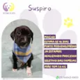 Suspiro