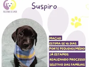 Cachorro raça SRD-ViraLata idade Abaixo de 2 meses nome Suspiro