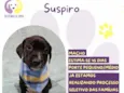 Suspiro