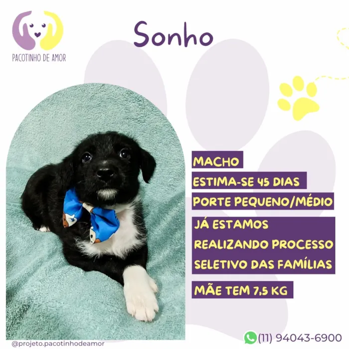 Cachorro raça SRD-ViraLata idade Abaixo de 2 meses nome Sonho