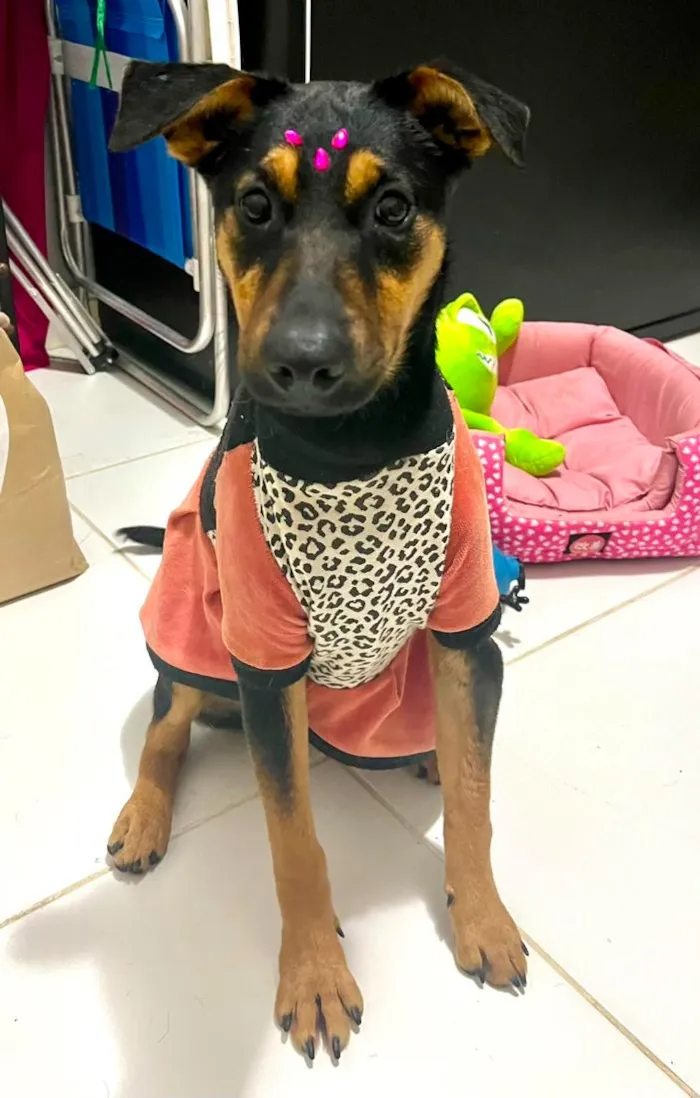 Cachorro raça SRD-ViraLata idade 7 a 11 meses nome Nina filhotona